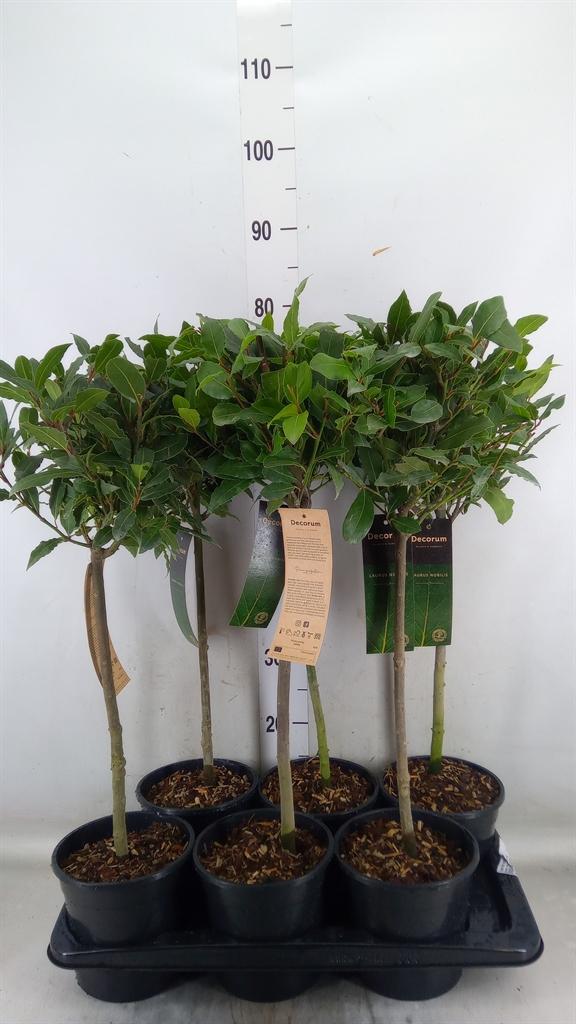 Горшечные цветы и растения оптом Laurus Nobilis от 6шт из Голландии с доставкой по России
