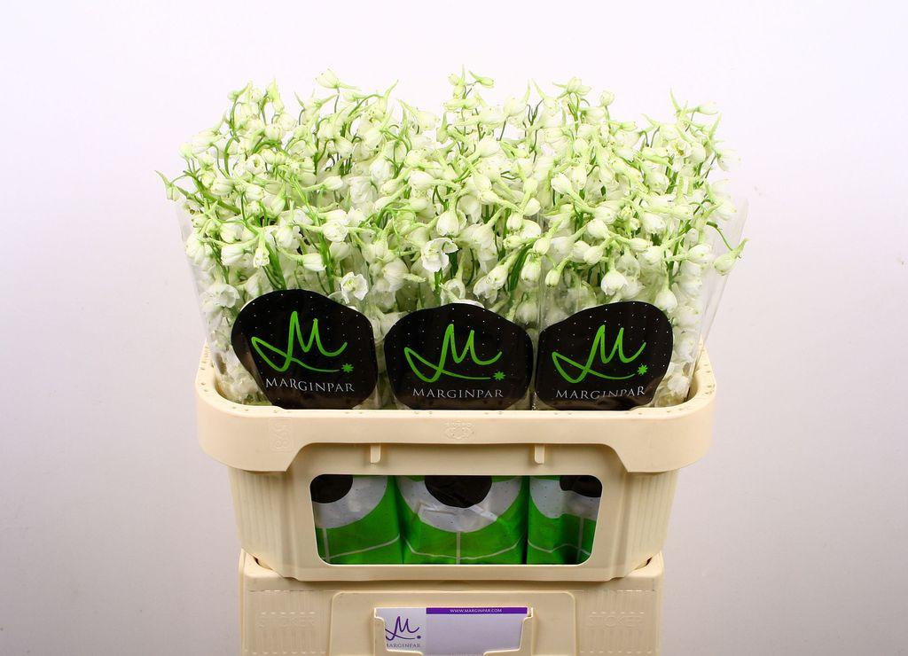 Срезанные цветы оптом Delphinium si bella andes white от 60шт из Голландии с доставкой по России