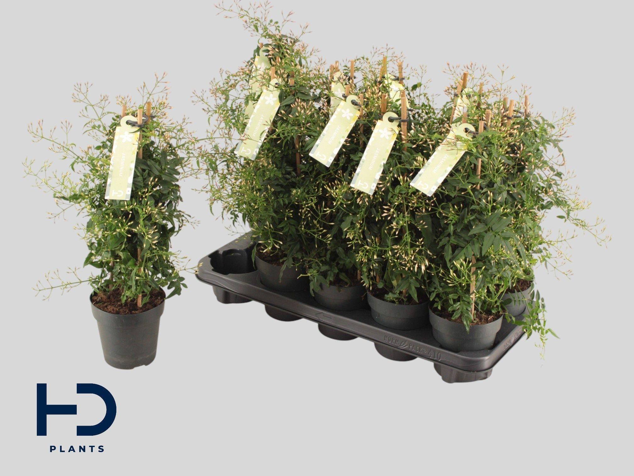 Горшечные цветы и растения оптом Jasm Polyanthum Wit от 10шт из Голландии с доставкой по России