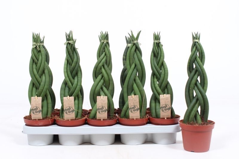 Горшечные цветы и растения оптом Sansevieria Twister от 10шт из Голландии с доставкой по России