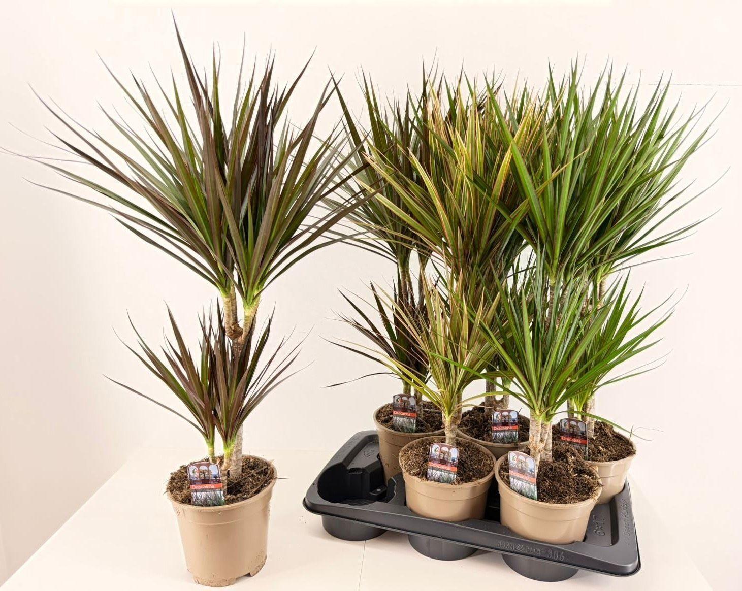 Горшечные цветы и растения оптом Dracaena   ...mix от 6шт из Голландии с доставкой по России