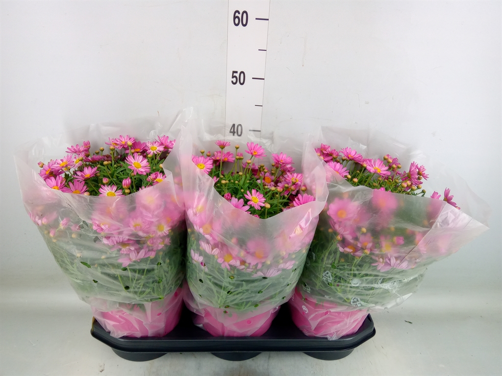 Горшечные цветы и растения оптом Argyranthemum   ... от 3шт из Голландии с доставкой по России