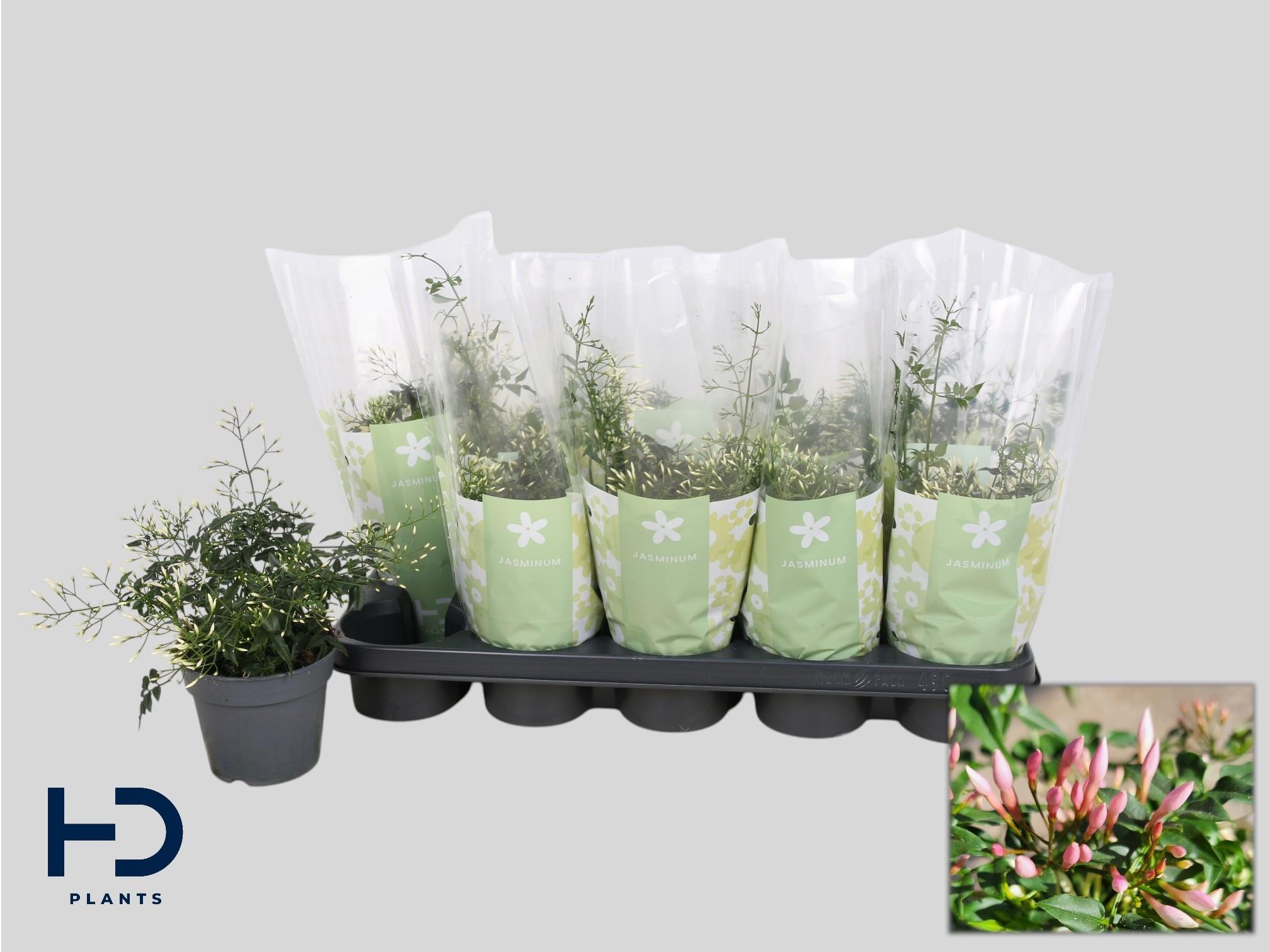 Горшечные цветы и растения оптом Jasm Polyanthum Wit от 10шт из Голландии с доставкой по России