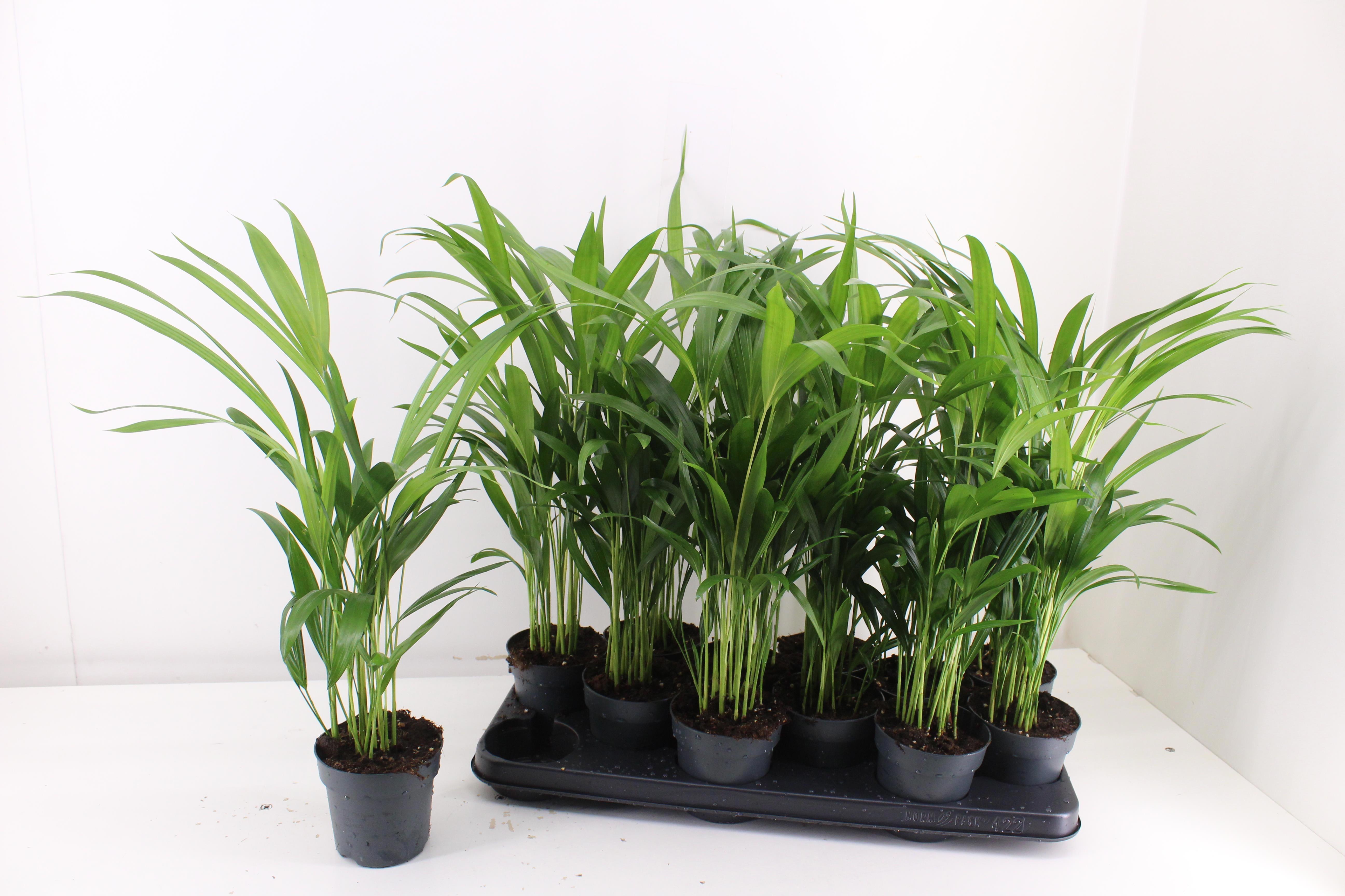 Горшечные цветы и растения оптом Dypsis Lutescens от 12шт из Голландии с доставкой по России