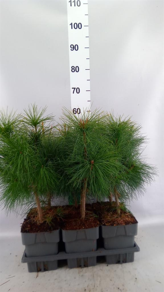 Горшечные цветы и растения оптом Pinus Strobus от 6шт из Голландии с доставкой по России
