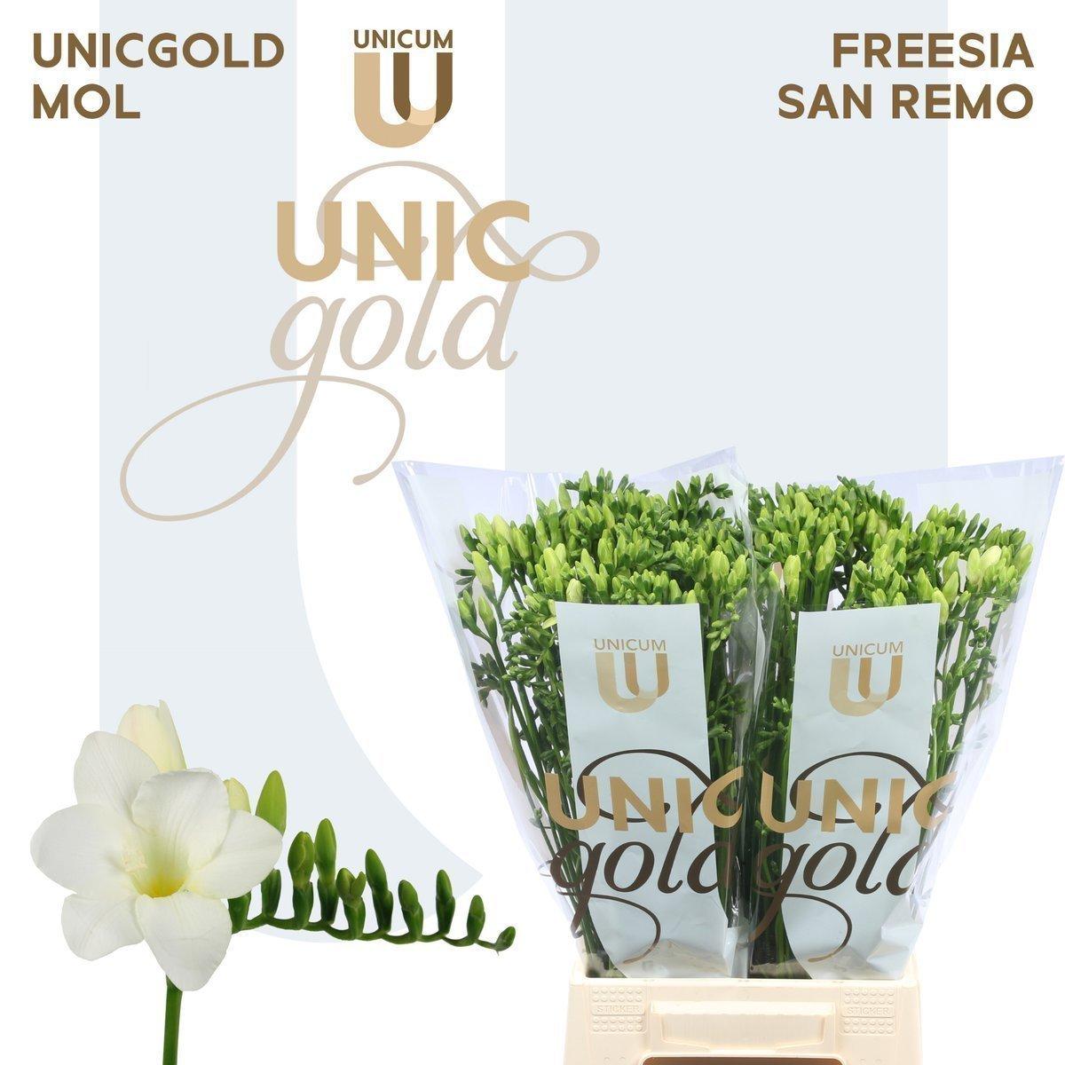 Срезанные цветы оптом Freesia si san remo от 100шт из Голландии с доставкой по России