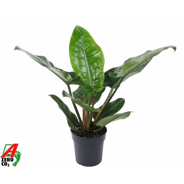Горшечные цветы и растения оптом Philodendron Imperial Green от 1шт из Голландии с доставкой по России
