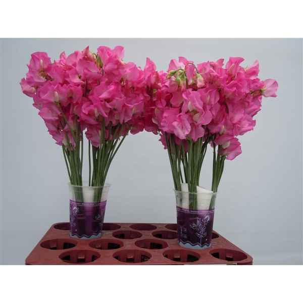 Срезанные цветы оптом Lathyrus winter sunshine pink dark от 100шт из Голландии с доставкой по России