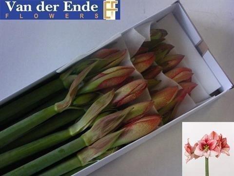 Срезанные цветы оптом Hippeastrum showmaster от 12шт из Голландии с доставкой по России