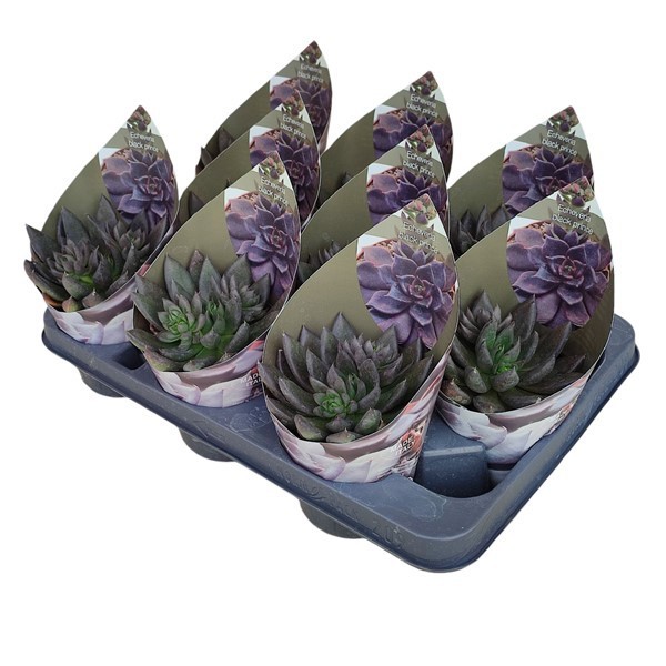 Горшечные цветы и растения оптом Echeveria Black Prince With Potcover от 9шт из Голландии с доставкой по России