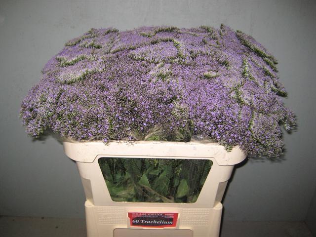 Срезанные цветы оптом Trachelium blue lake michigan от 60шт из Голландии с доставкой по России