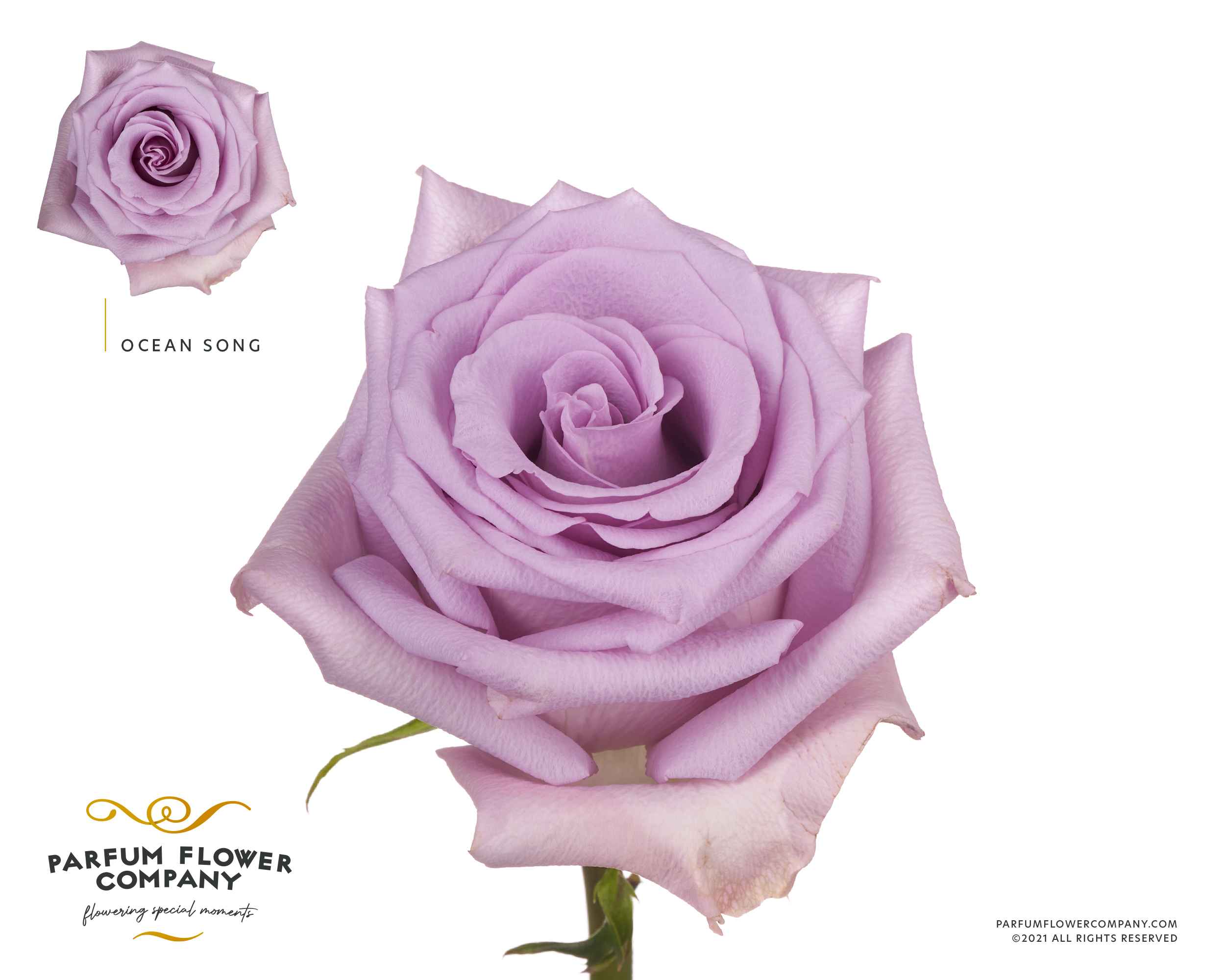 Срезанные цветы оптом Rosa la ocean song от 24шт из Голландии с доставкой по России
