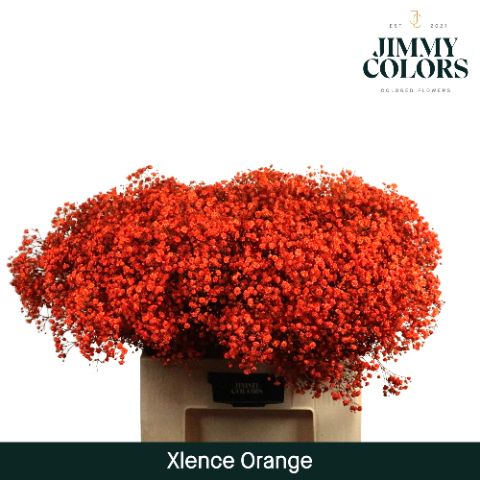 Срезанные цветы оптом Gyps large paint orange от 25шт из Голландии с доставкой по России