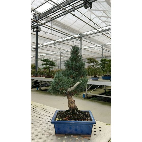 Горшечные цветы и растения оптом Bonsai Pinus Parviflora, 16cm. (single Item) от 1шт из Голландии с доставкой по России