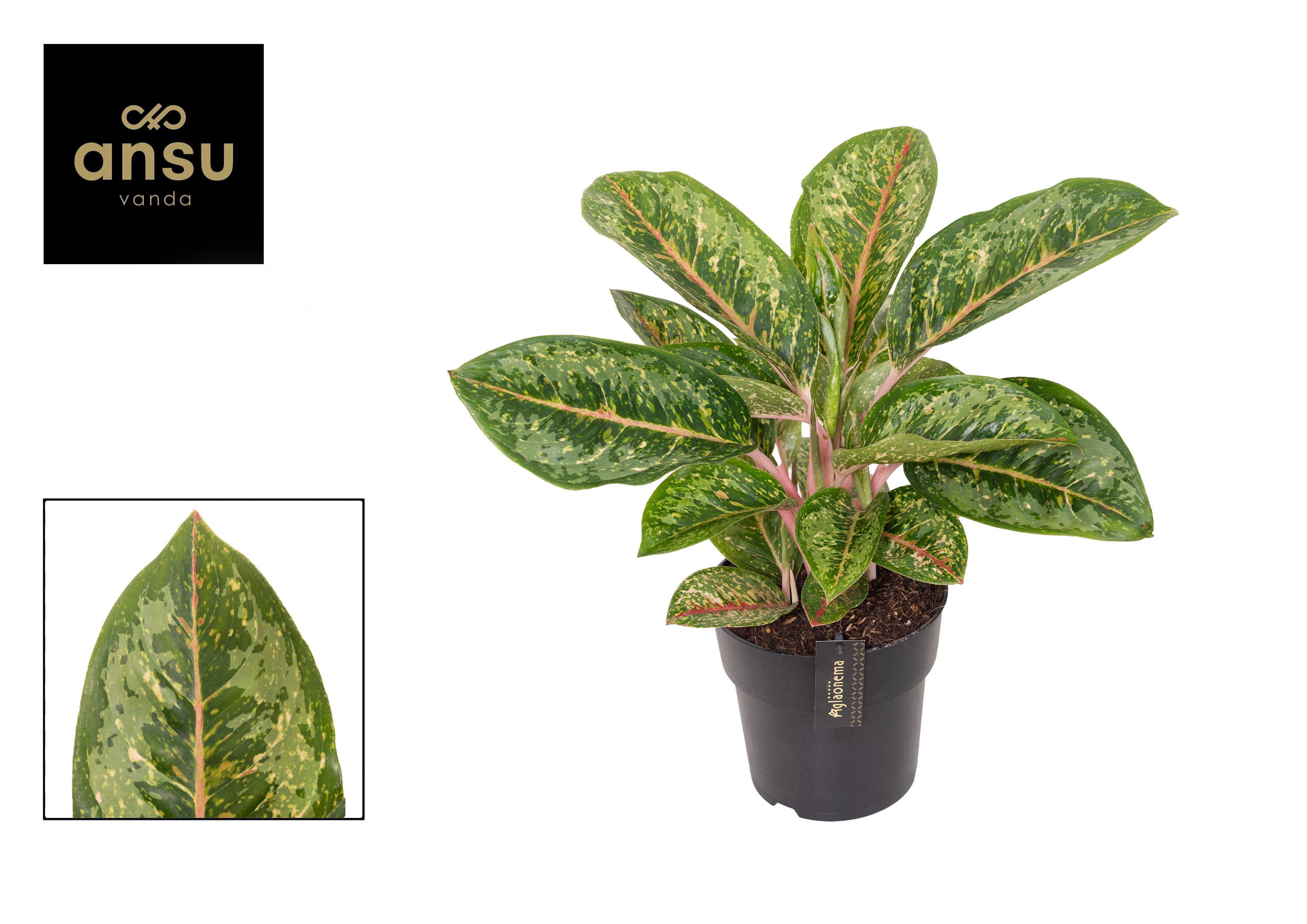 Горшечные цветы и растения оптом Aglaonema Camo Coralie от 3шт из Голландии с доставкой по России