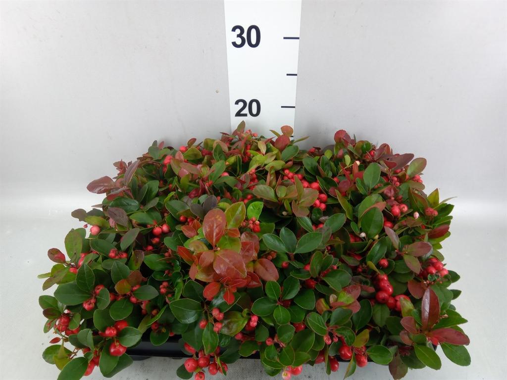 Горшечные цветы и растения оптом Gaultheria Proc. от 12шт (для телеги) из Голландии с доставкой по России