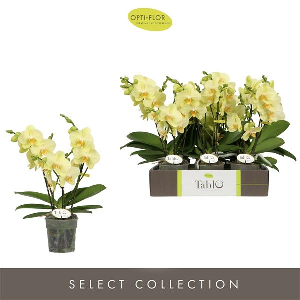 Горшечные цветы и растения оптом Phal 3st Tablo Limoncello 30+ (opti) от 6шт из Голландии с доставкой по России