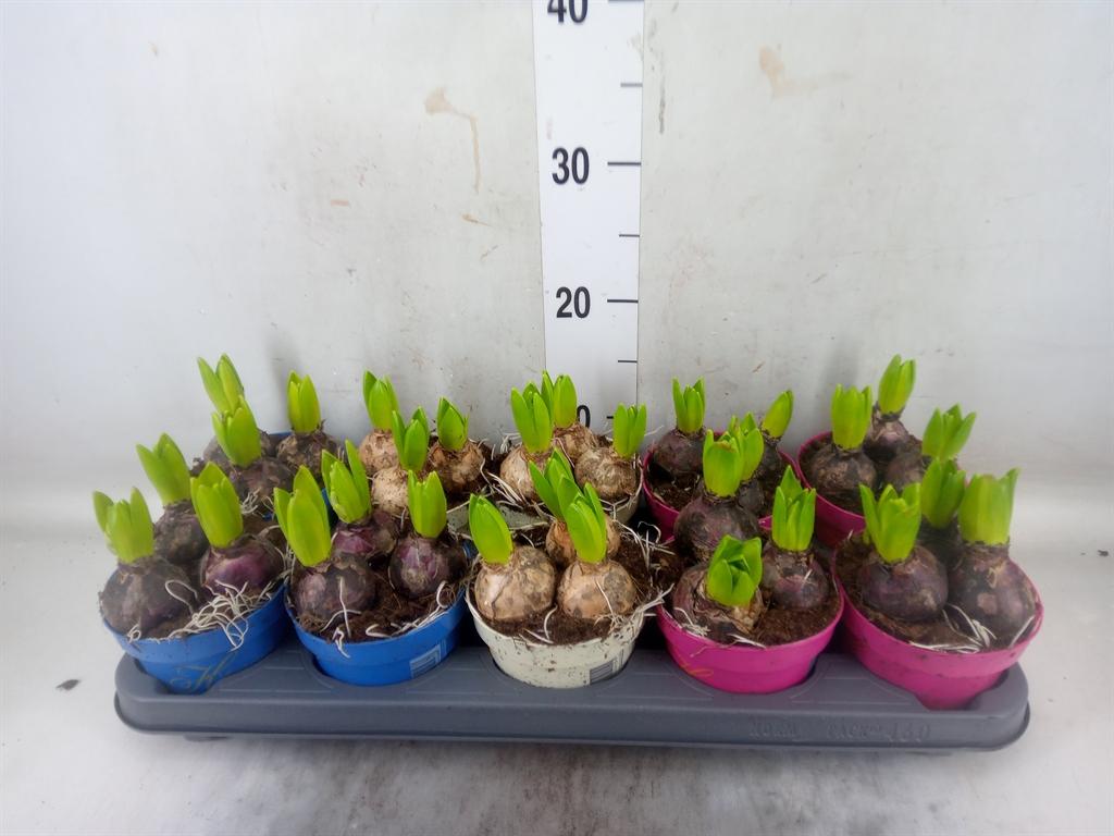 Горшечные цветы и растения оптом Hyacinthus Orie.   ...mix 3 от 10шт из Голландии с доставкой по России