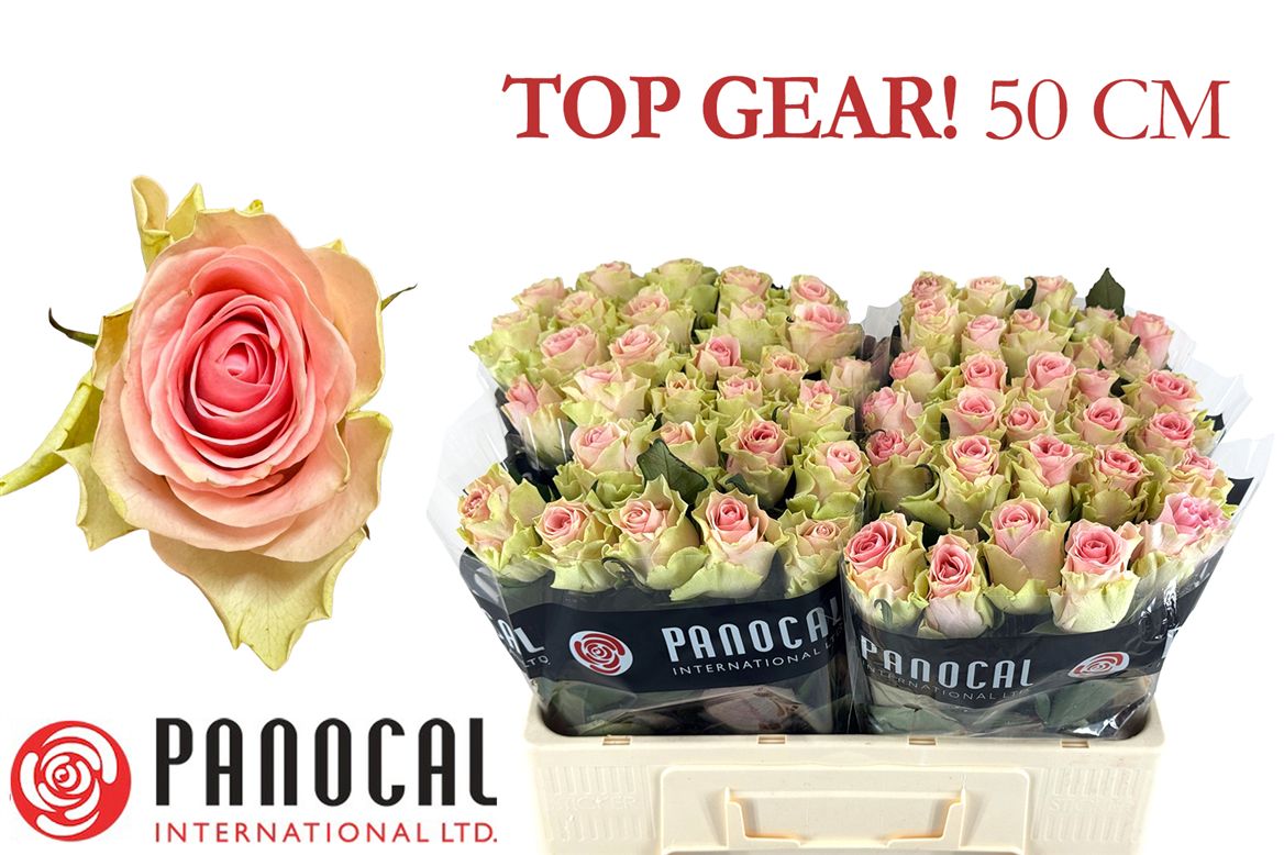 Срезанные цветы оптом Rosa large top gear от 60шт из Голландии с доставкой по России