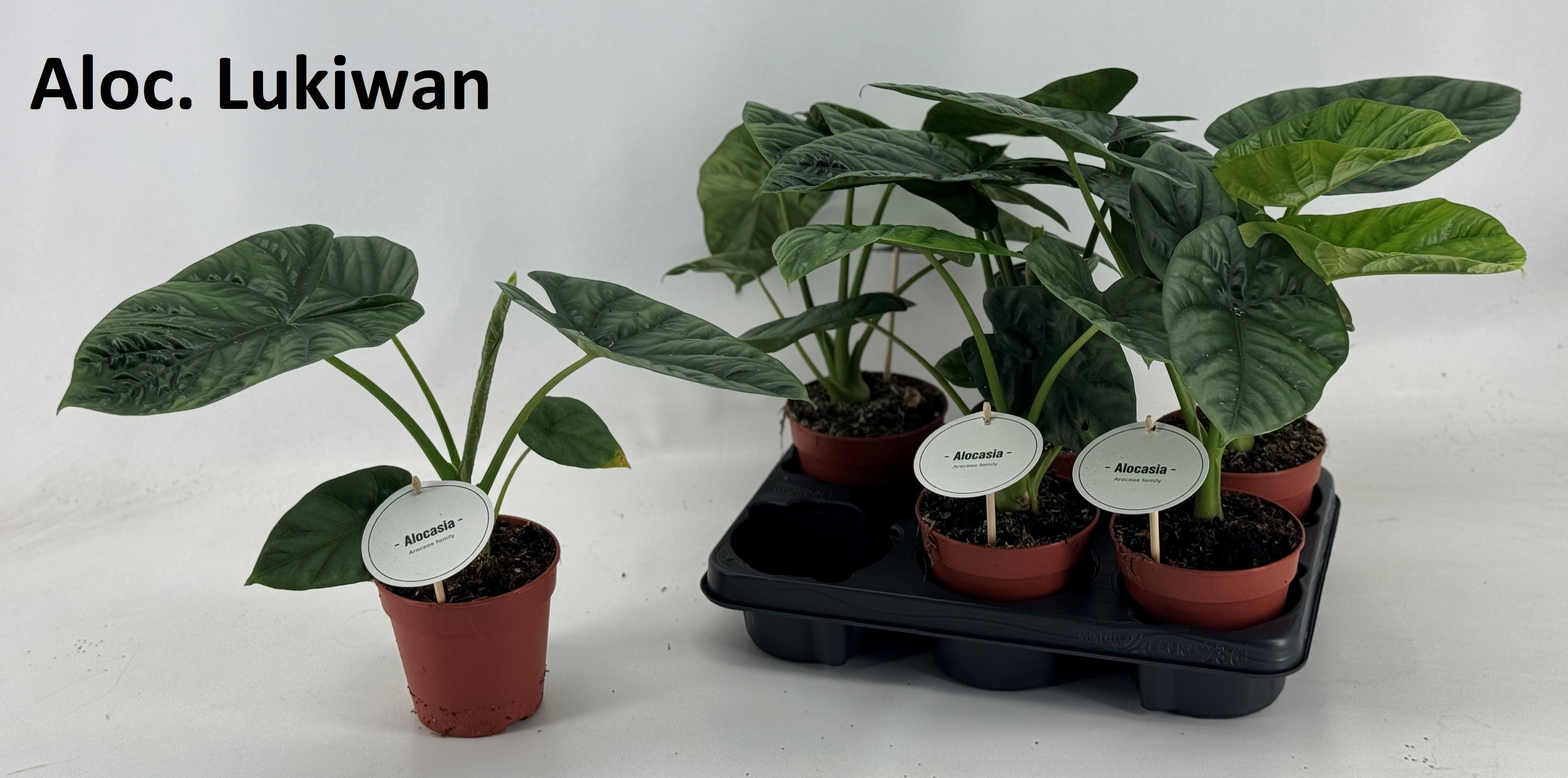 Горшечные цветы и растения оптом Aloc Ov от 6шт (для телеги) из Голландии с доставкой по России