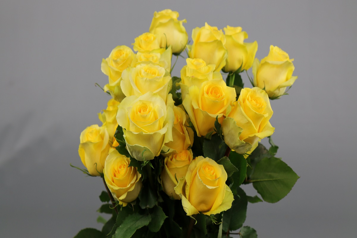 Срезанные цветы оптом Rosa ec tara от 60шт из Голландии с доставкой по России