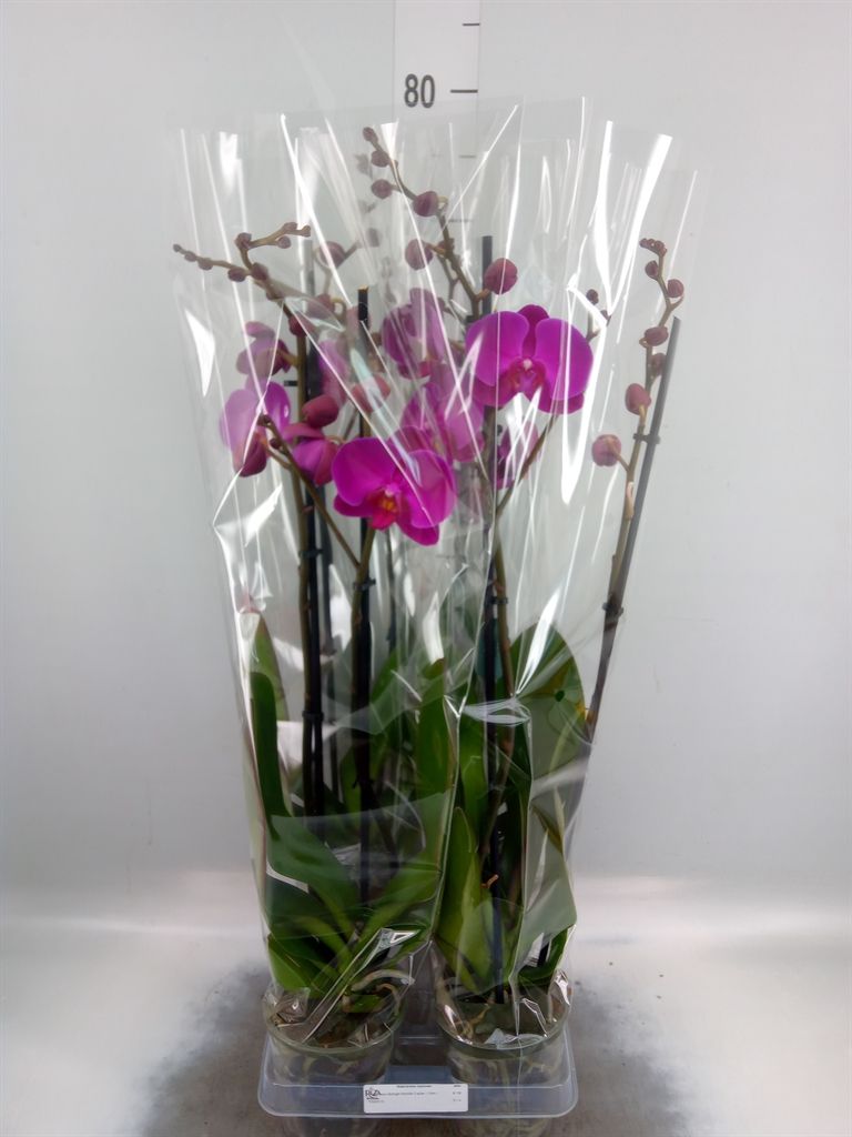 Горшечные цветы и растения оптом Phalaenopsis   ...lilac от 4шт из Голландии с доставкой по России