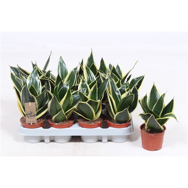 Горшечные цветы и растения оптом Sansevieria Golden Hahnii Black от 12шт из Голландии с доставкой по России