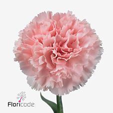Срезанные цветы оптом Dianthus st jodie от 80шт. из Голландии с доставкой по России