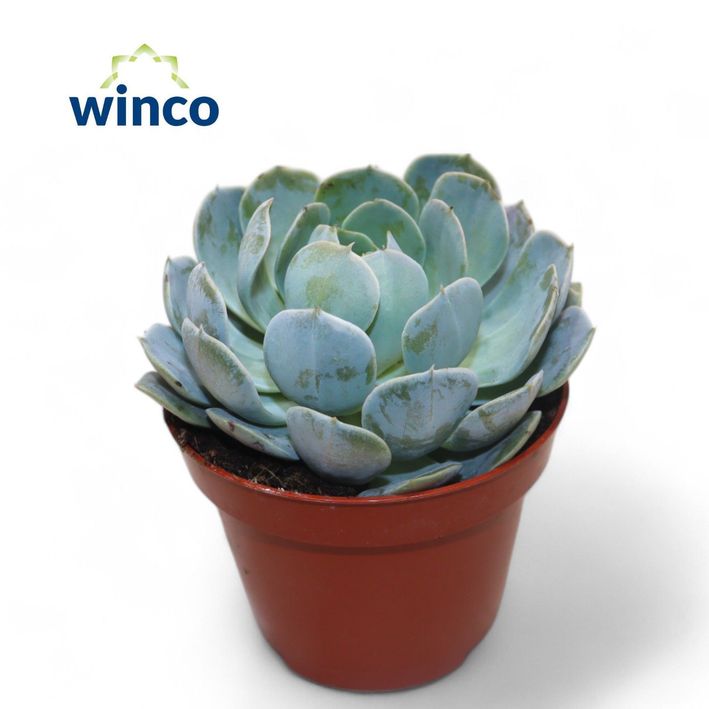 Горшечные цветы и растения оптом Echeveria Grey Prince от 12шт из Голландии с доставкой по России