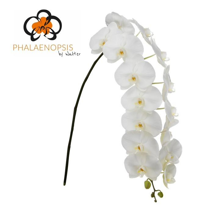 Срезанные цветы оптом Phalaenopsis sensation white (per stem) от 6шт из Голландии с доставкой по России