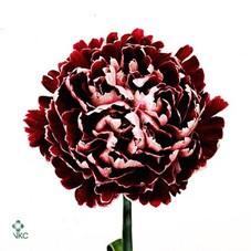 Срезанные цветы оптом Dianthus st minerva от 160шт из Голландии с доставкой по России