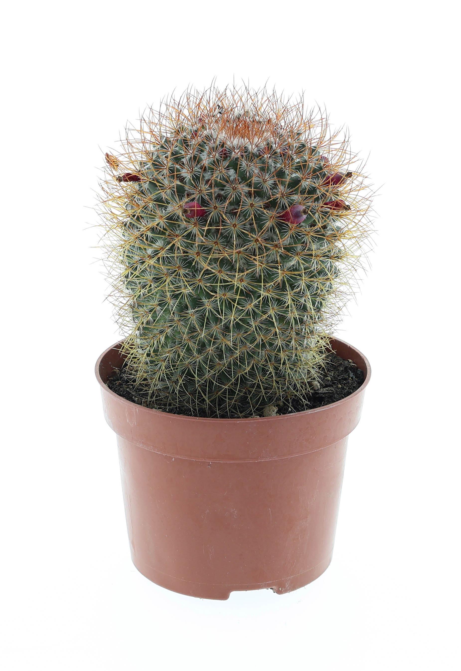 Горшечные цветы и растения оптом Mammillaria Pringley Red от 6шт из Голландии с доставкой по России