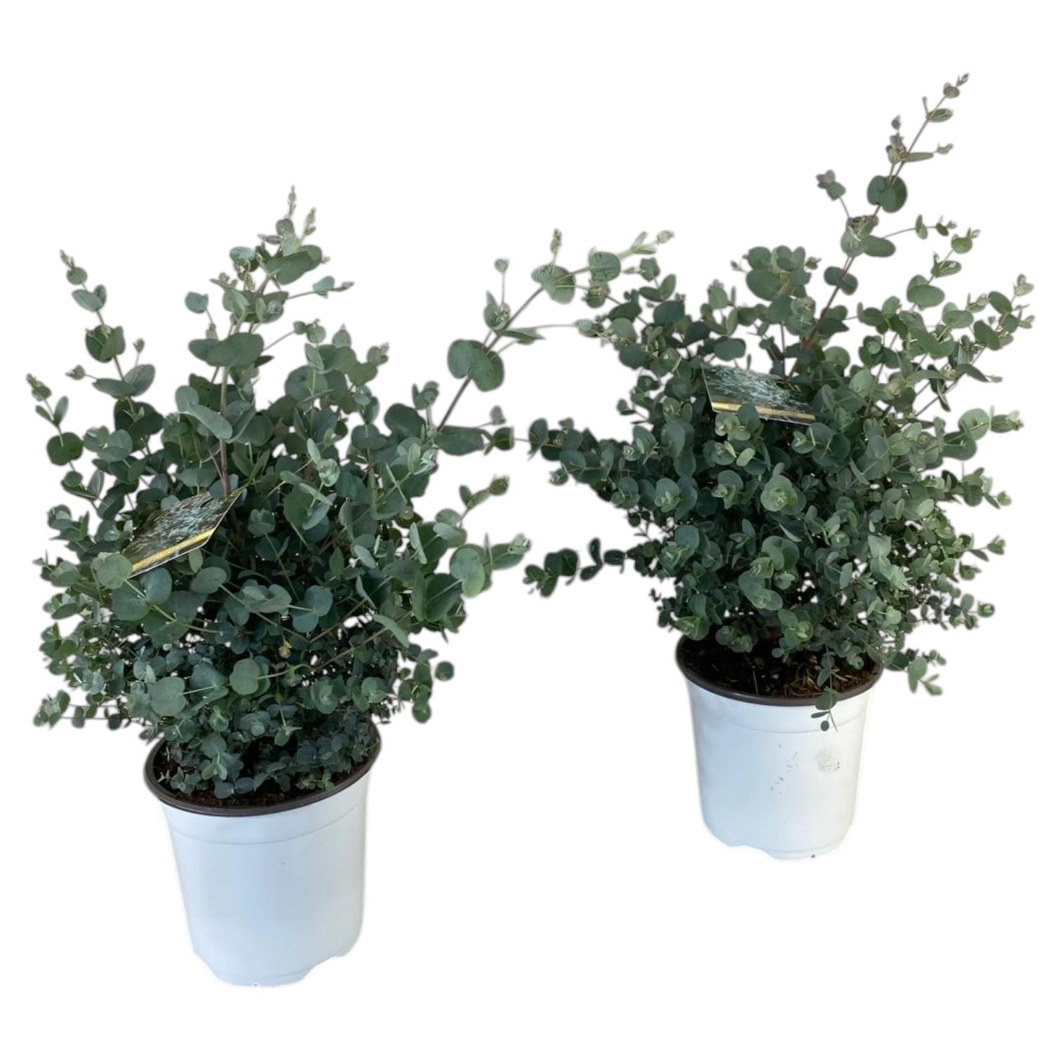 Горшечные цветы и растения оптом Eucalyptus Gunnii Bush от 6шт из Голландии с доставкой по России