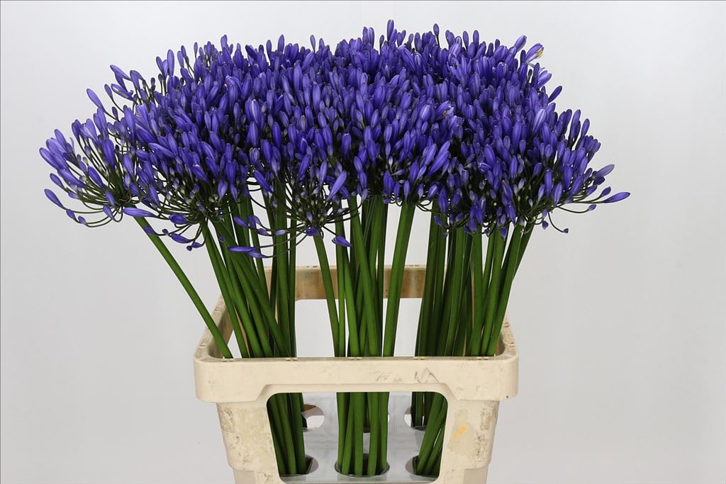 Срезанные цветы оптом Agapanthus uri от 60шт из Голландии с доставкой по России