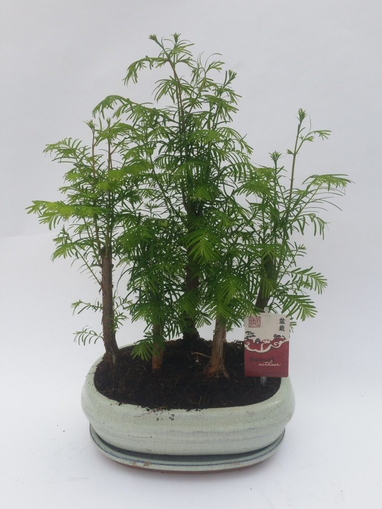 Горшечные цветы и растения оптом Bonsai Metasequoia Forest 20 Cm + Schotel от 5шт из Голландии с доставкой по России