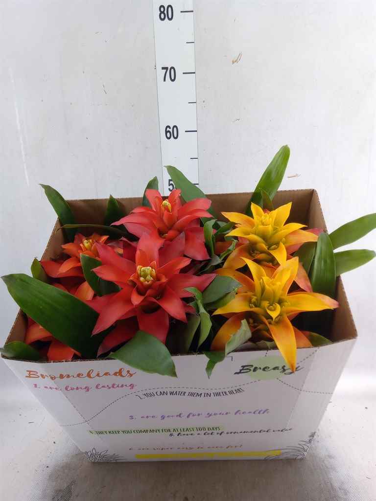 Горшечные цветы и растения оптом Guzmania   ...mix 3 от 6шт из Голландии с доставкой по России