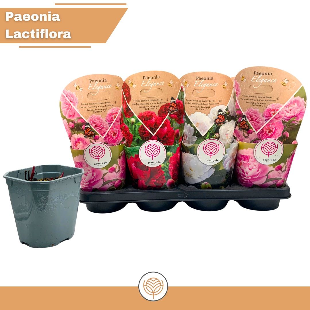 Горшечные цветы и растения оптом Paeonia L Gem от 8шт из Голландии с доставкой по России