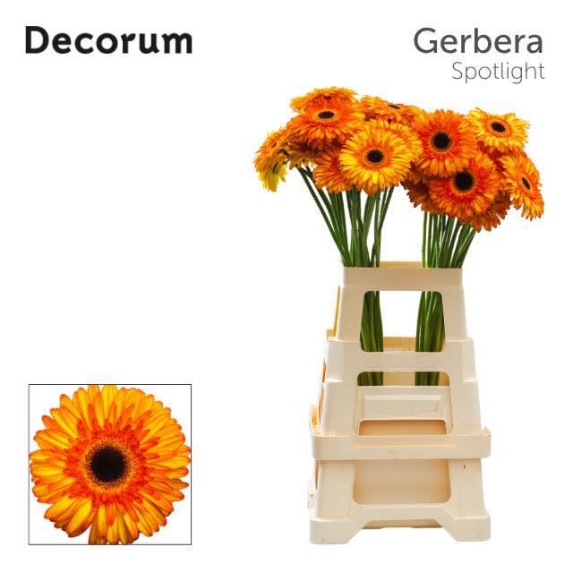 Срезанные цветы оптом Gerbera spotlight от 40шт из Голландии с доставкой по России