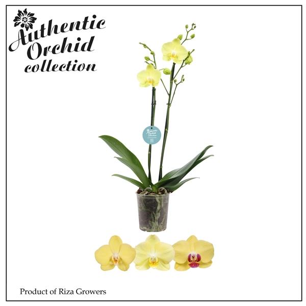 Горшечные цветы и растения оптом Phal 2st Yellow Authentic 12+ (orchid Growers) от 10шт из Голландии с доставкой по России