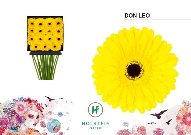 Срезанные цветы оптом Gerbera diamond don leo от 15шт. из Голландии с доставкой по России