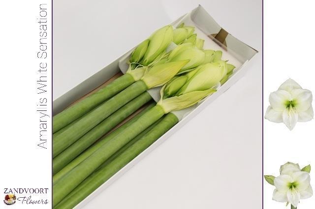 Срезанные цветы оптом Hippeastrum white sensation от 8шт. из Голландии с доставкой по России