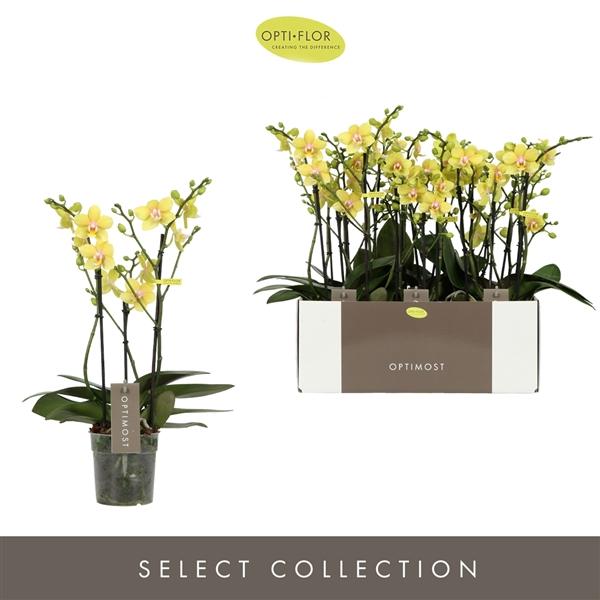 Горшечные цветы и растения оптом Phal 3st Hera от 6шт из Голландии с доставкой по России