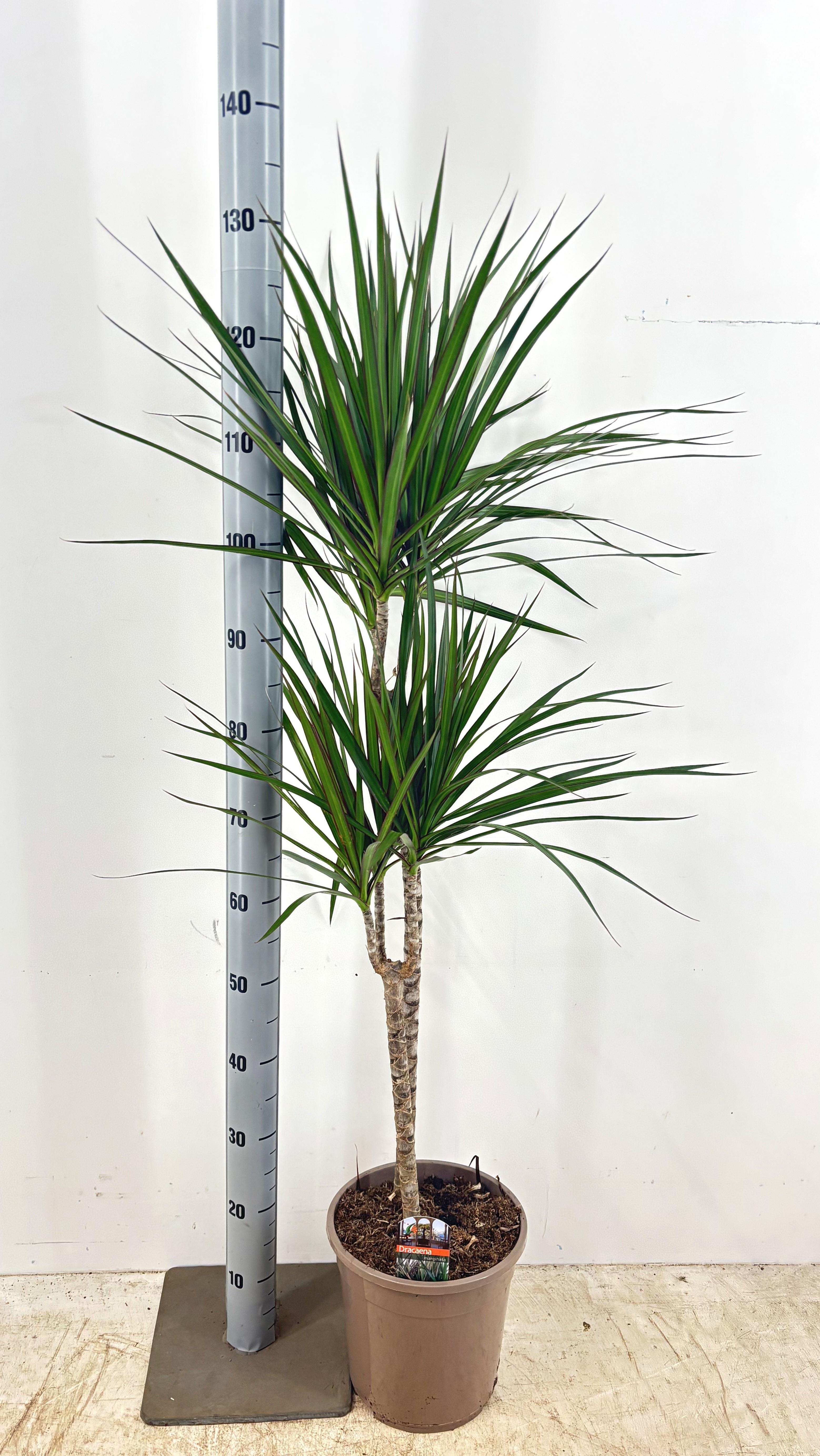 Горшечные цветы и растения оптом Dra Marginata от 1шт из Голландии с доставкой по России