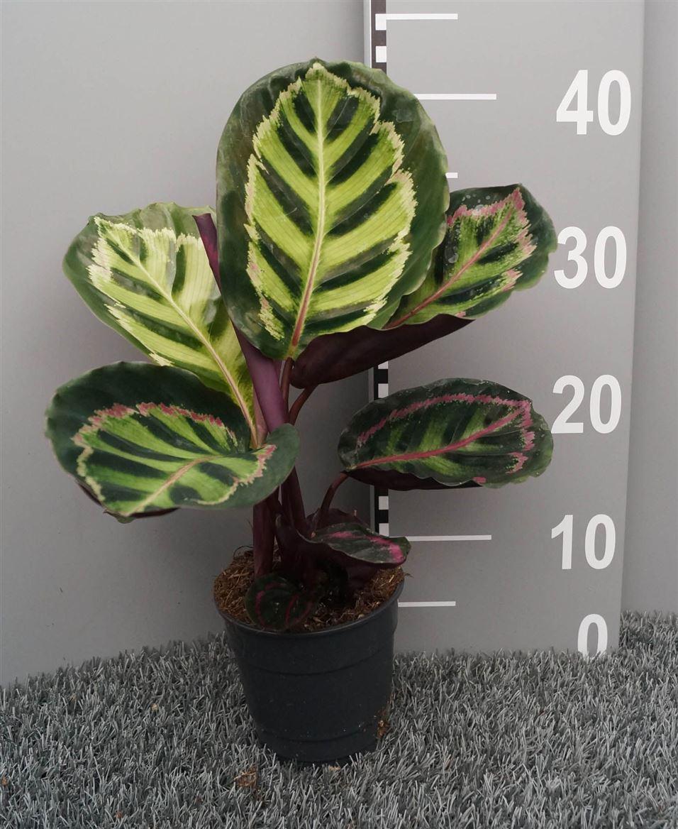 Горшечные цветы и растения оптом Calathea Roseopicta Illustris от 6шт из Голландии с доставкой по России