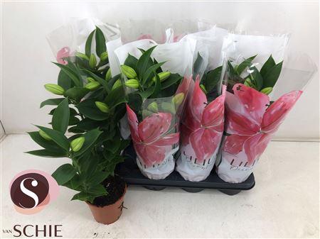 Горшечные цветы и растения оптом Lil Or Souvenir 3pp Min 6 Bloemen+ от 8шт из Голландии с доставкой по России