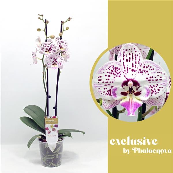 Горшечные цветы и растения оптом Phal 2st Expression 14+ от 10шт из Голландии с доставкой по России