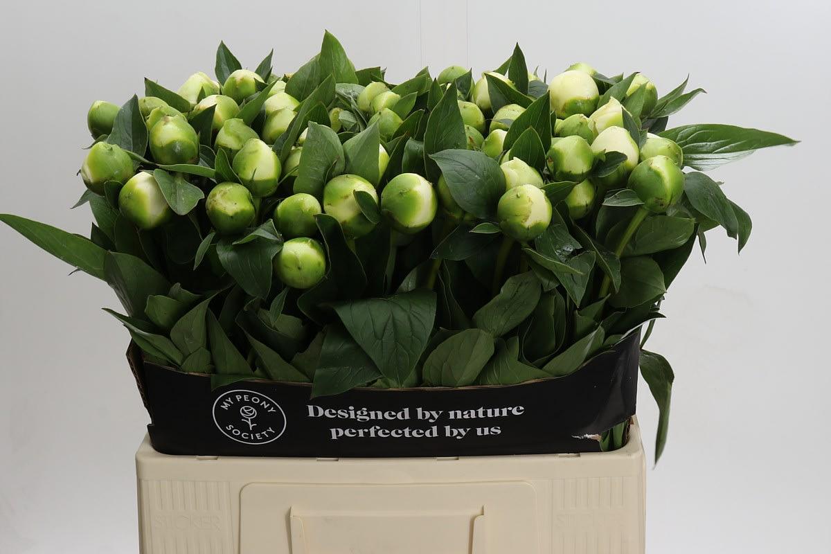 Срезанные цветы оптом Paeonia bridal shower от 80шт из Голландии с доставкой по России