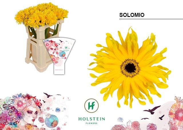 Срезанные цветы оптом Gerbera gerpasta solomio от 40шт из Голландии с доставкой по России