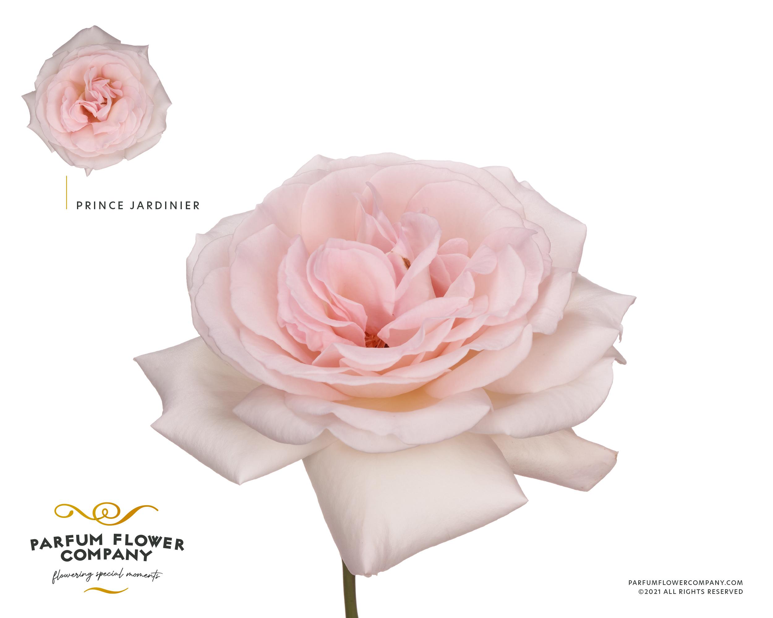 Срезанные цветы оптом Rosa garden prince jardinier от 24шт из Голландии с доставкой по России