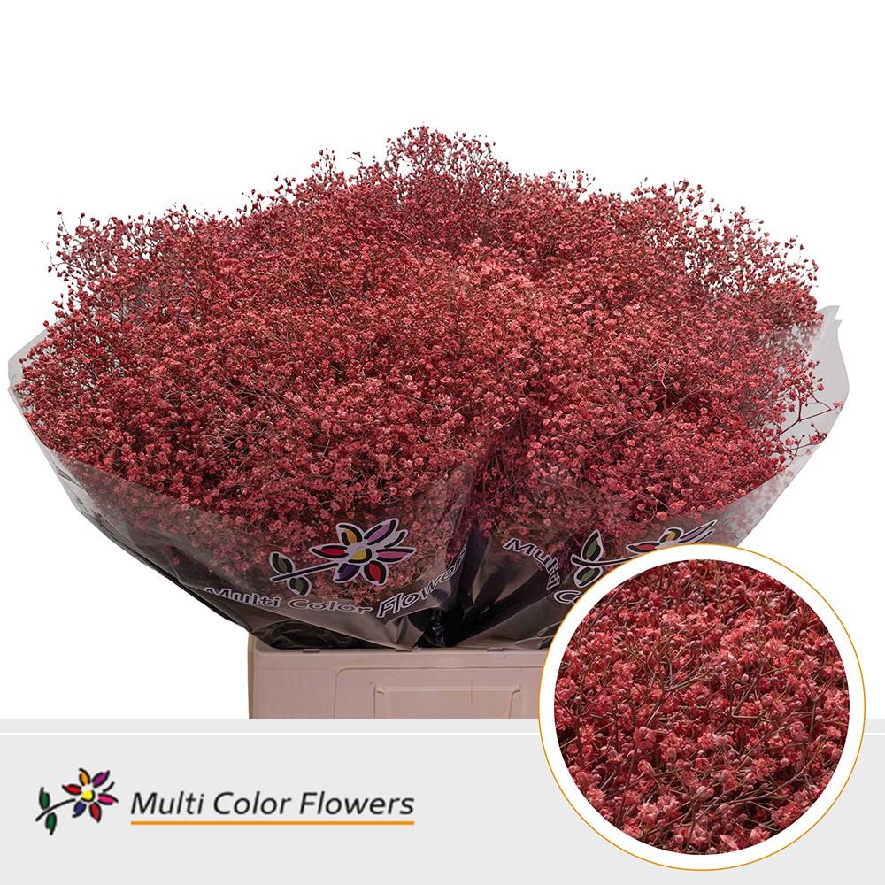 Срезанные цветы оптом Gyps fine paint coral от 75шт. из Голландии с доставкой по России